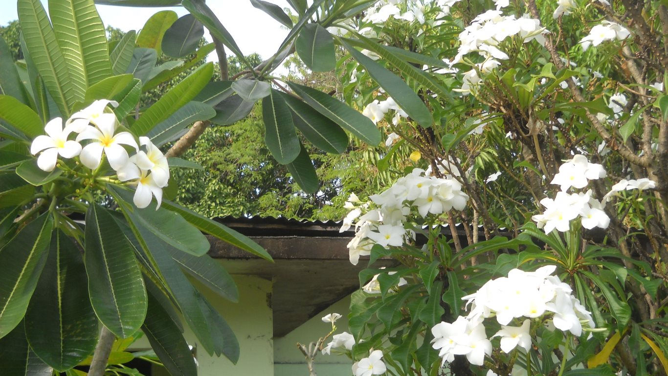 04 Real (left) + false frangipani. Circular Road, San Fernando, Trinidad, TT. 04_real+false_frangipani_circular road_san Fernando_trinidad_tt_21000226_DSCN2123B_tobagojo@gmail.com_1366w_768h